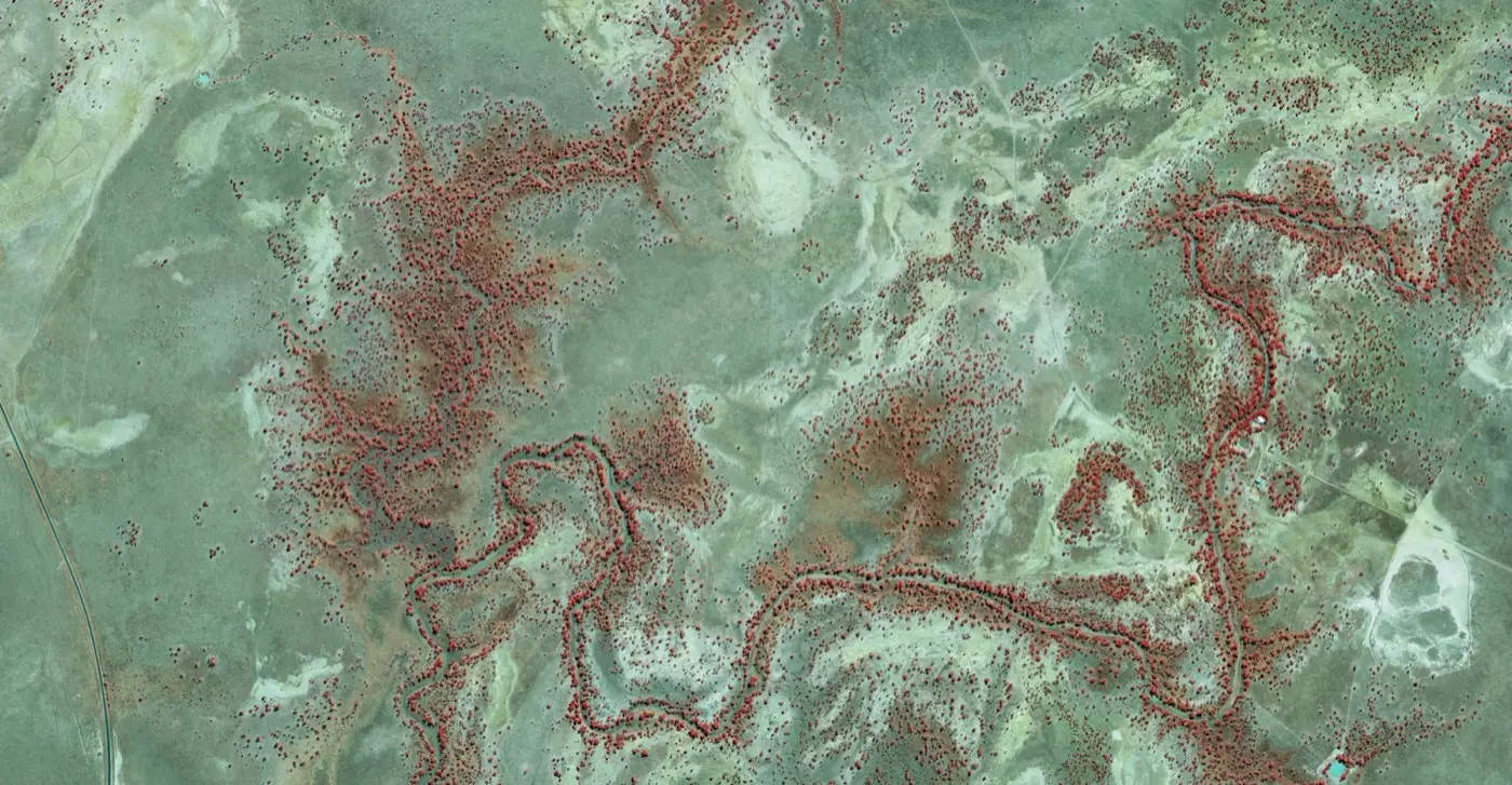 Colour infrared (CIR) orthophoto of the Narran aerial survey area